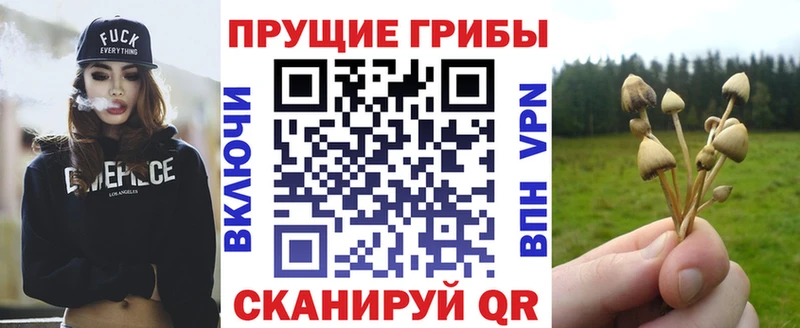 hydra tor  Иваново  Псилоцибиновые грибы мицелий 